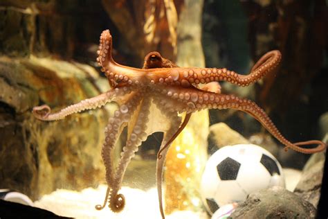 Paul the Octopus .